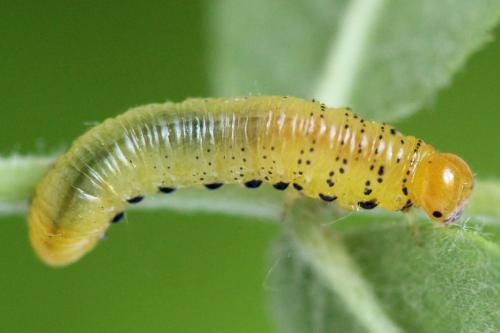 Réf. 340 838 : Pristiphora maesta