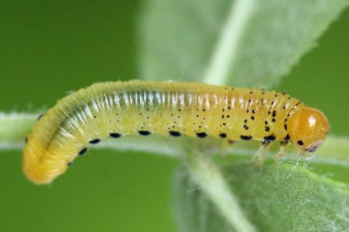 Réf. 340 839 : Pristiphora maesta