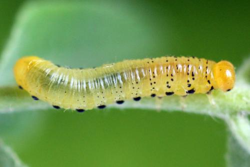 Réf. 340 840 : Pristiphora maesta