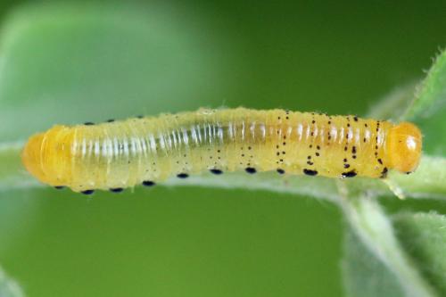 Réf. 340 841 : Pristiphora maesta