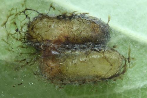 Réf. 340 850 : Pristiphora maesta
