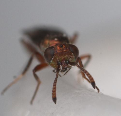 Cleonymus sp.