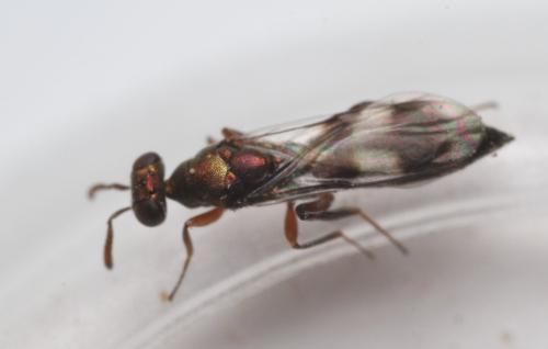 Cleonymus sp.