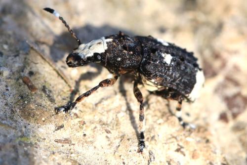 Réf. 340 547 : Platystomos albinus