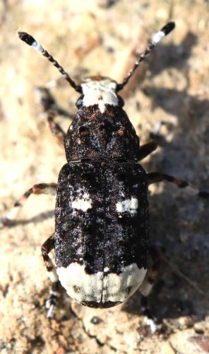 Réf. 340 548 : Platystomos albinus