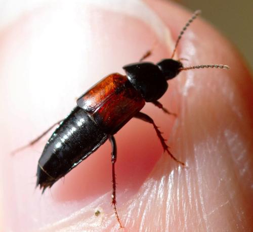 Tachyporinae
