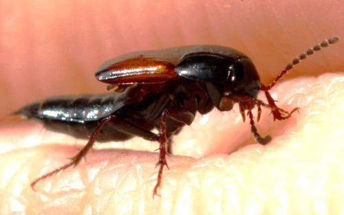 Tachyporinae