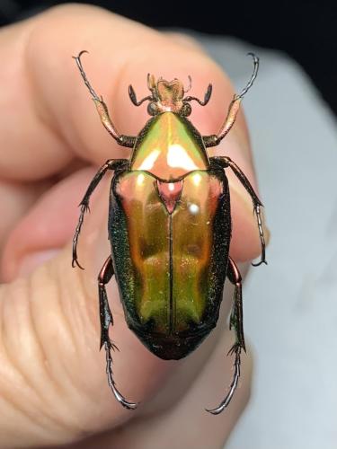 Plectrone endroedii