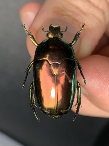 Poecilopharis curtisi