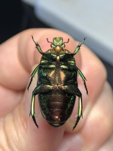 Poecilopharis curtisi
