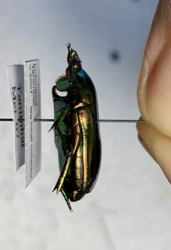 Poecilopharis curtisi