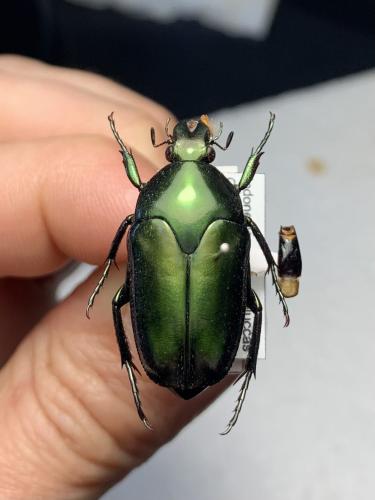 Lomaptera batchiana