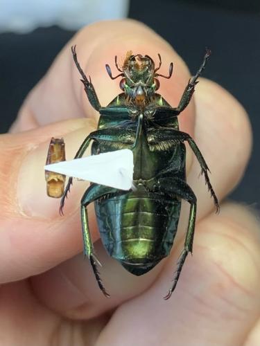 Lomaptera batchiana