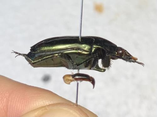 Lomaptera batchiana