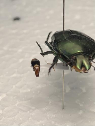 Lomaptera batchiana