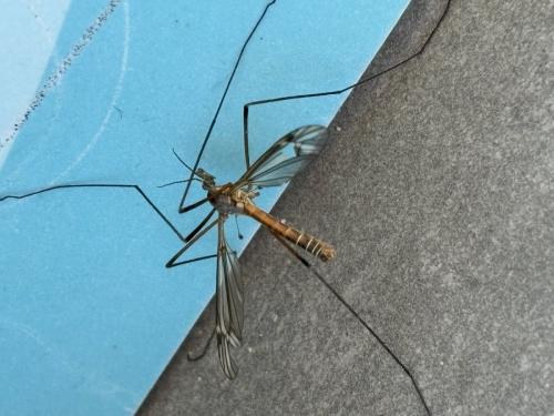 Tipula vernalis