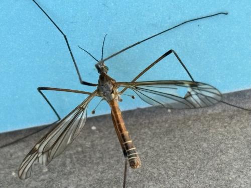 Tipula vernalis