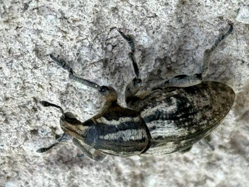 Réf. 340 598 : Pseudocleonus cinereus