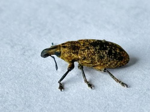 Réf. 340 599 : Cleonis pigra