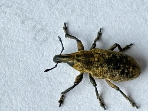 Réf. 340 600 : Cleonis pigra