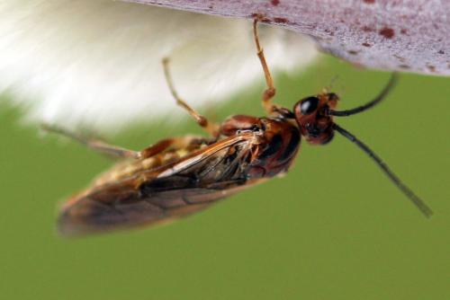 Euura munda