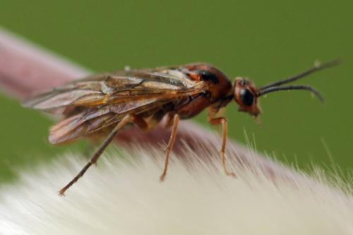 Euura munda