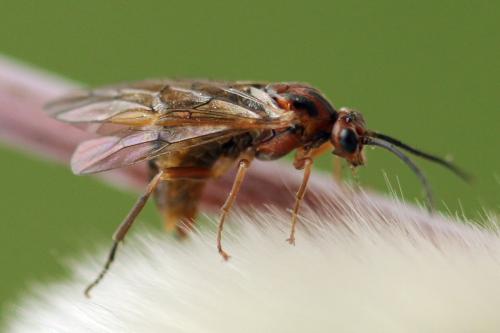 Euura munda