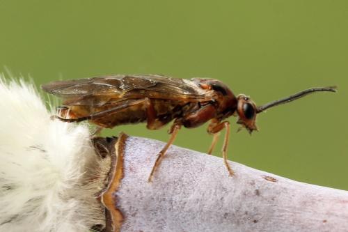 Euura munda