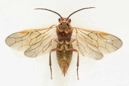 Euura munda
