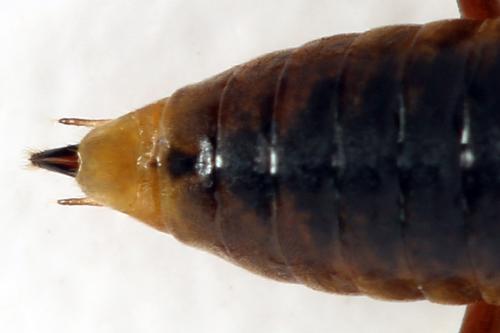 Euura munda