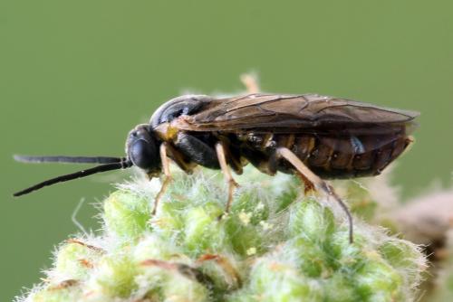 Réf. 340 868 : Pristiphora maesta