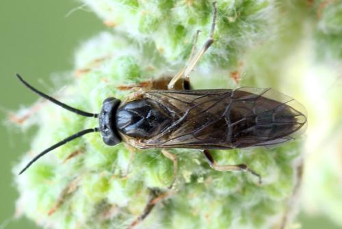 Réf. 340 869 : Pristiphora maesta