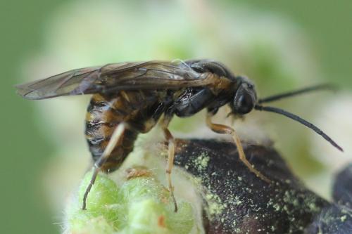Réf. 340 902 : Pristiphora maesta