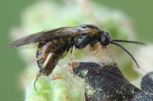 Réf. 340 903 : Pristiphora maesta