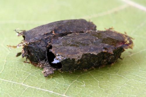 Réf. 340 859 : Pristiphora maesta