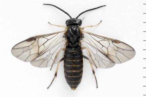 Réf. 340 870 : Pristiphora maesta