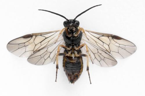 Réf. 340 871 : Pristiphora maesta