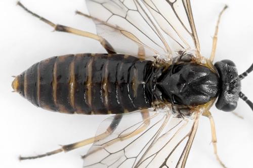 Réf. 340 872 : Pristiphora maesta