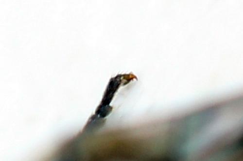 Réf. 340 874 : Pristiphora maesta