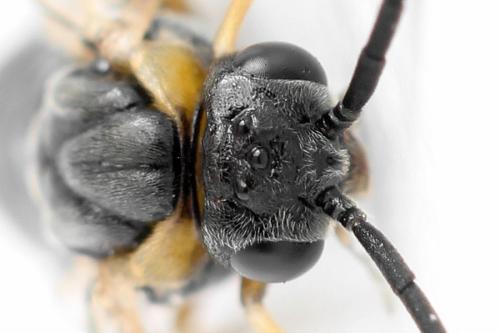 Réf. 340 875 : Pristiphora maesta