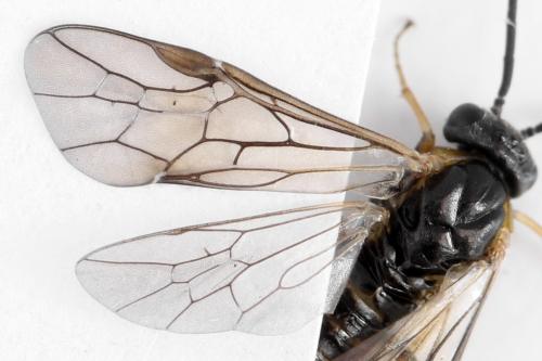 Réf. 340 876 : Pristiphora maesta