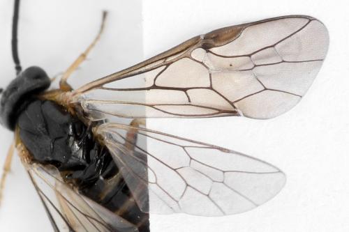 Réf. 340 877 : Pristiphora maesta