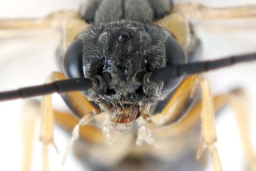 Réf. 340 878 : Pristiphora maesta