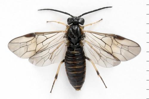 Réf. 340 904 : Pristiphora maesta
