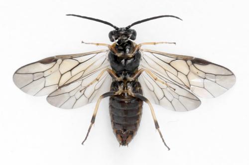 Réf. 340 905 : Pristiphora maesta