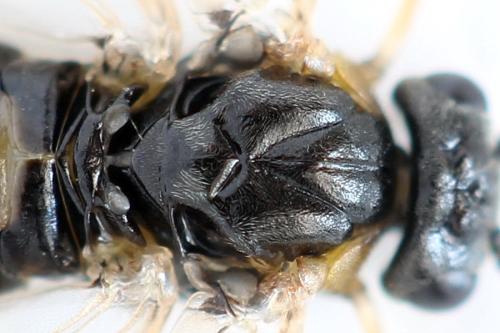 Réf. 340 907 : Pristiphora maesta