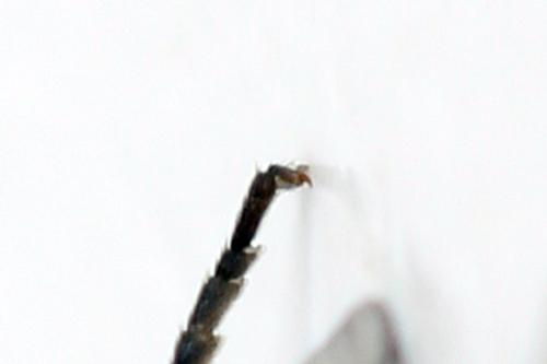 Réf. 340 908 : Pristiphora maesta