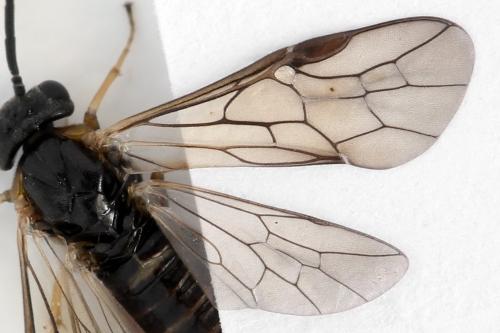 Réf. 340 911 : Pristiphora maesta