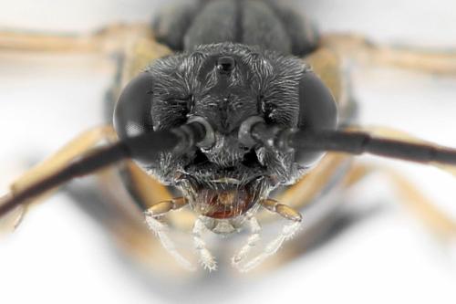 Réf. 340 912 : Pristiphora maesta