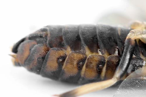 Réf. 340 914 : Pristiphora maesta